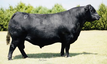 Angus Semen For Sale:  SB10-3841