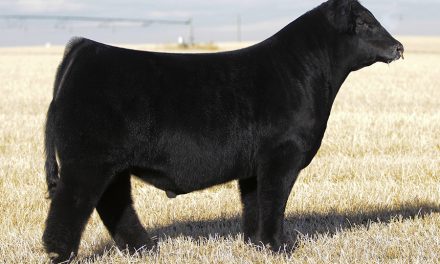 Maine Anjou Semen For Sale:  SB10-1578