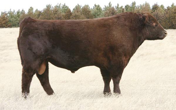 Shorthorn Semen For Sale: SB10-1531