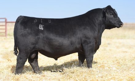 Angus Semen For Sale:  SB10-2301