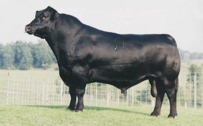 Angus Semen For Sale:  SB10-4645