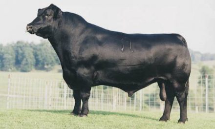 Angus Semen For Sale:  SB10-4059