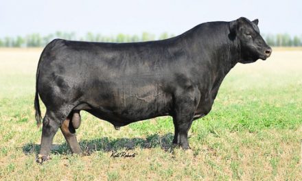 Angus Semen For Sale:  SB10-1579