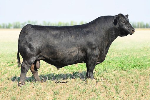 Angus Semen For Sale:  SB10-1977