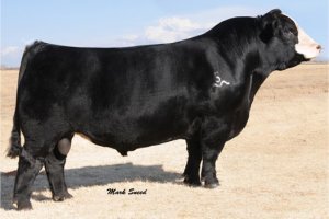 Simmental Semen For Sale:  SB10-1528