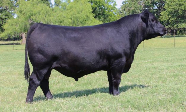 Angus Semen For Sale:  SB10-1626