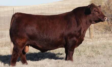 Red Angus Semen Wanted:  SB10-1573