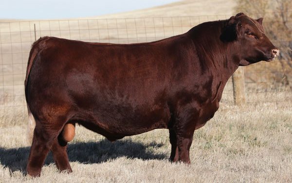 Red Angus Semen Wanted:  SB10-1573