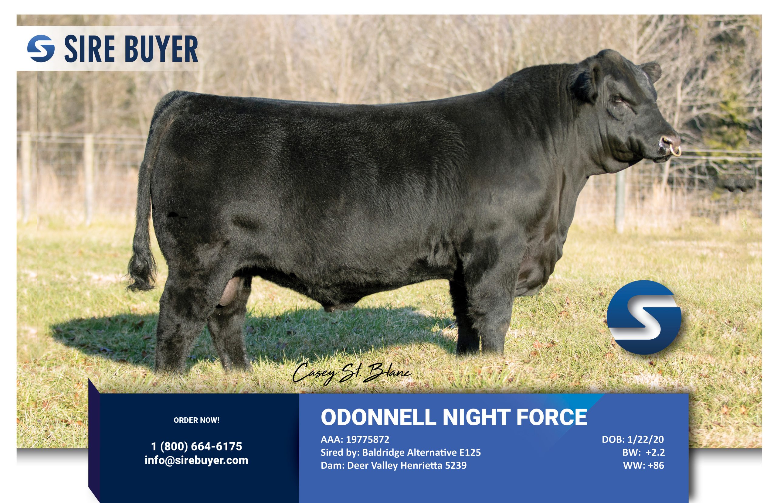Website - Odonnell Night Force sirebuyer