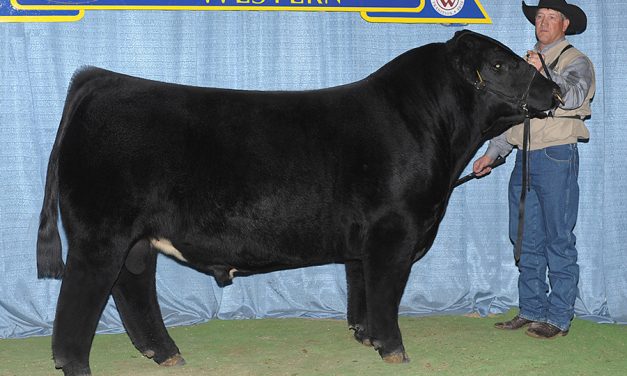 Maine Anjou Embryos For Sale: SB10-1510