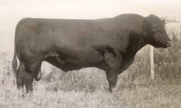 Angus Semen For Sale: SB10-1501