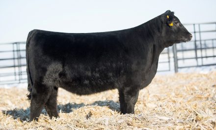 Angus Embryos For Sale: SB10-1509