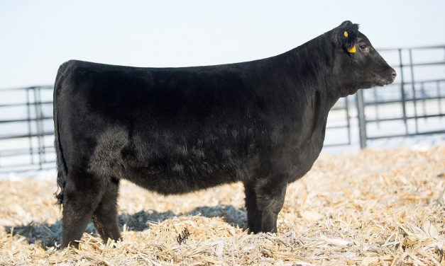 Angus Embryos For Sale: SB10-1509