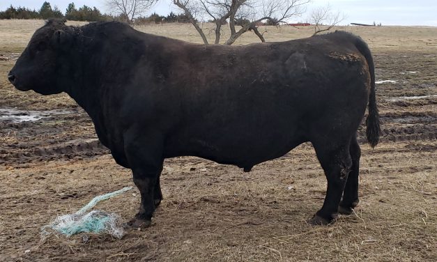 Angus Semen For SB10-1652