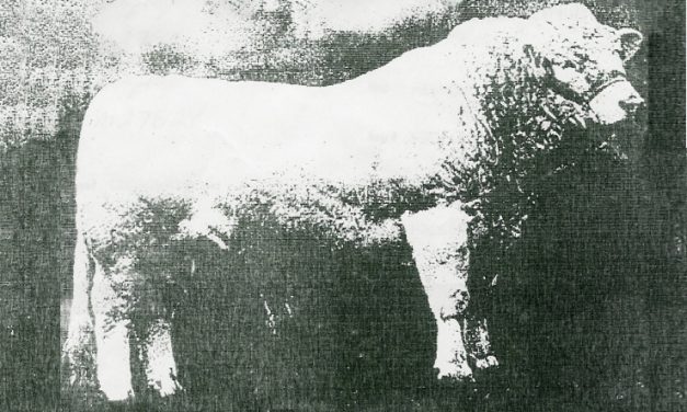 Charolais Semen Wanted:  SB10-1610