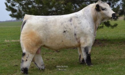White Galloway Semen Wanted:  SB10-1601
