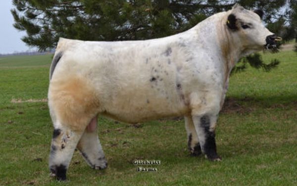 White Galloway Semen Wanted:  SB10-1601