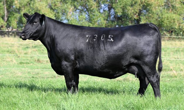 Angus Embryos For Sale:  SB10-1766