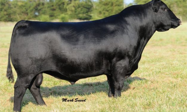 Angus Semen For Sale:  SB10-1617