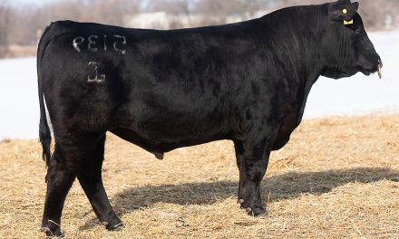 Angus Semen For Sale: SB10-1608