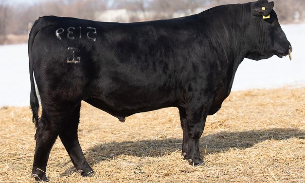 Angus Semen For Sale: SB10-1608