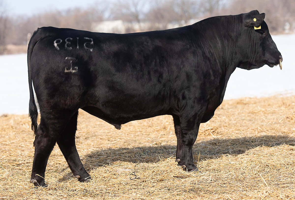 G A R TRANSCENDENT 5139