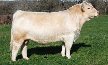 Charolais Semen For Sale:  SB10-1981