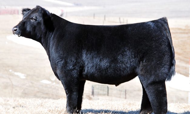 Club Calf Semen For Sale:  SB10-1655