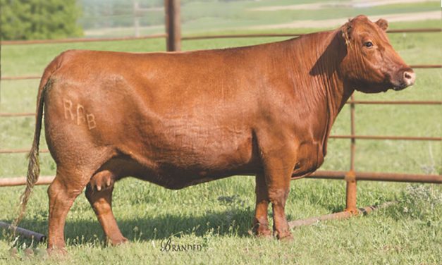 Red Angus Embryos For Sale:  SB10-1616