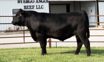 Angus Semen For Sale:  SB10-1624