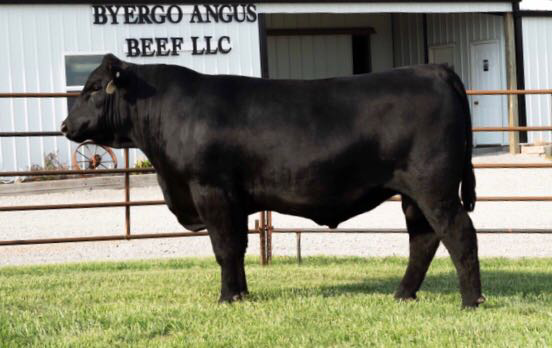Angus Semen For Sale:  SB10-1624