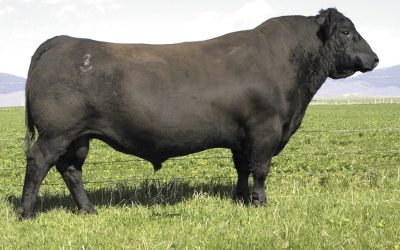 Angus Certificates For Sale:  SB10-4785