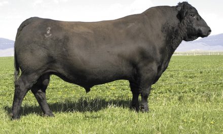 Angus Certificates For Sale:  SB10-4785