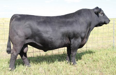 Angus Semen Wanted:  SB10-1606