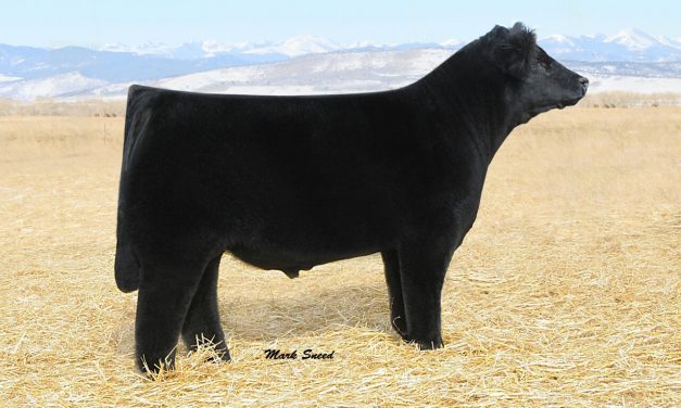 Club Calf Semen For Sale:  SB10-1622