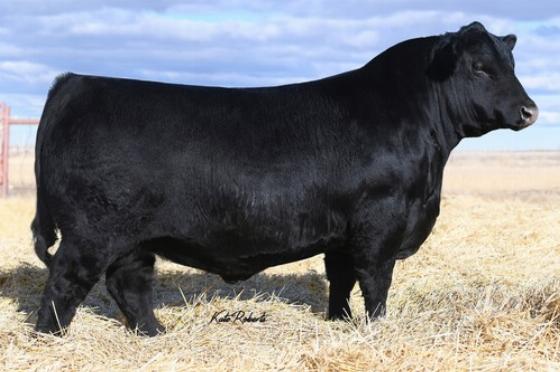 Angus Semen For Sale:  SB10-1822