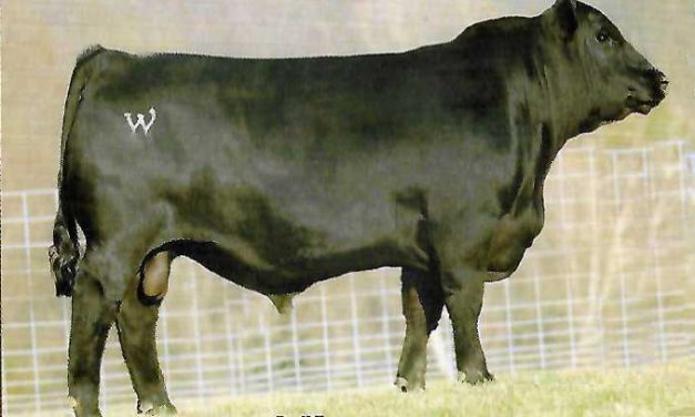 Angus Semen Wanted:  SB10-1581