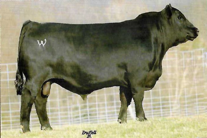 Whitestone Survivor Picture