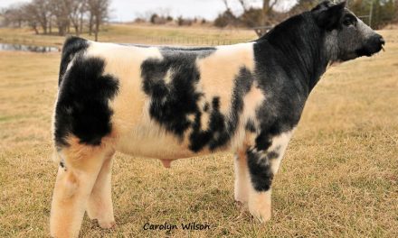 Shorthorn Semen For Sale:  SB10-1982