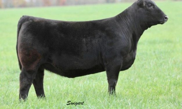 Angus Embryos For Sale:  SB10-1631