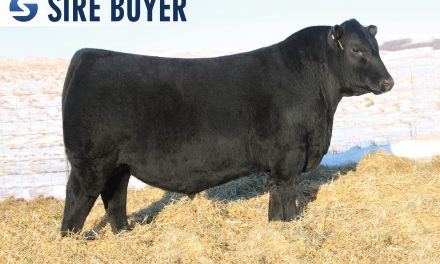 Angus Embryos For Sale:  SB10-1625