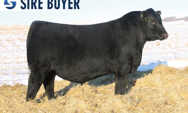 Angus Embryos For Sale:  SB10-1625