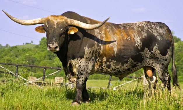 Longhorn Bull Semen For Sale:  SB10-1602