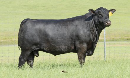 Brangus Semen For Sale:  SB10-1692