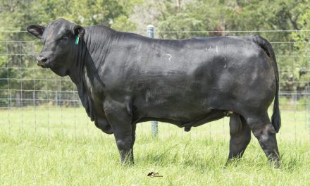 Brangus Semen For Sale:  SB10-1691