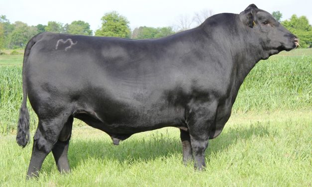 Angus Semen For Sale:  SB10-1826