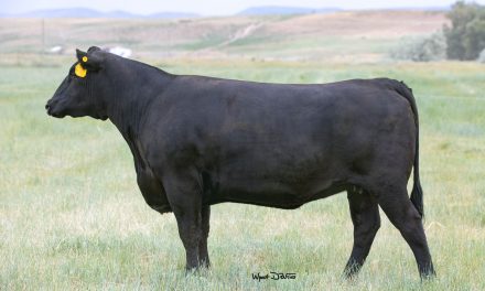 Angus Embryos For Sale:  SB10-1697