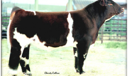 Shorthorn Semen For Sale:  SB10-1674
