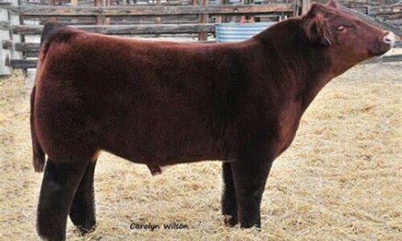 Shorthorn Bulls For Sale:  SB10-1662