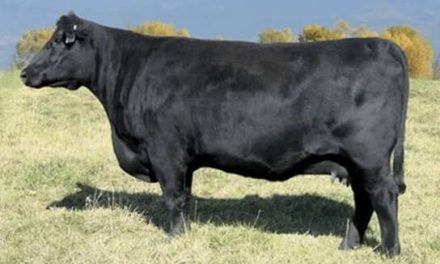 Angus Embryo’s For Sale:  SB10-1710